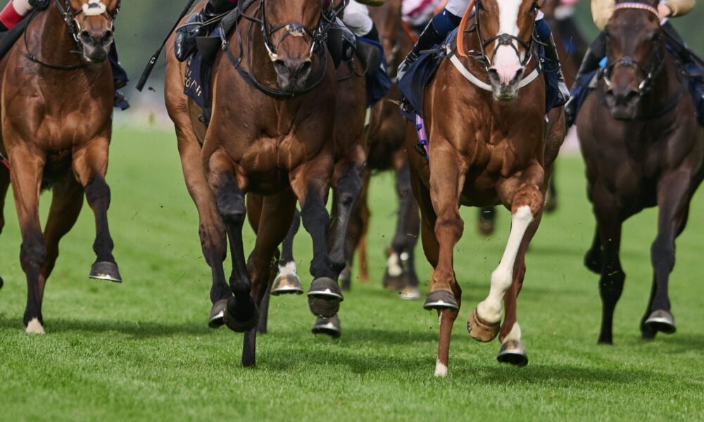 Horse jockey