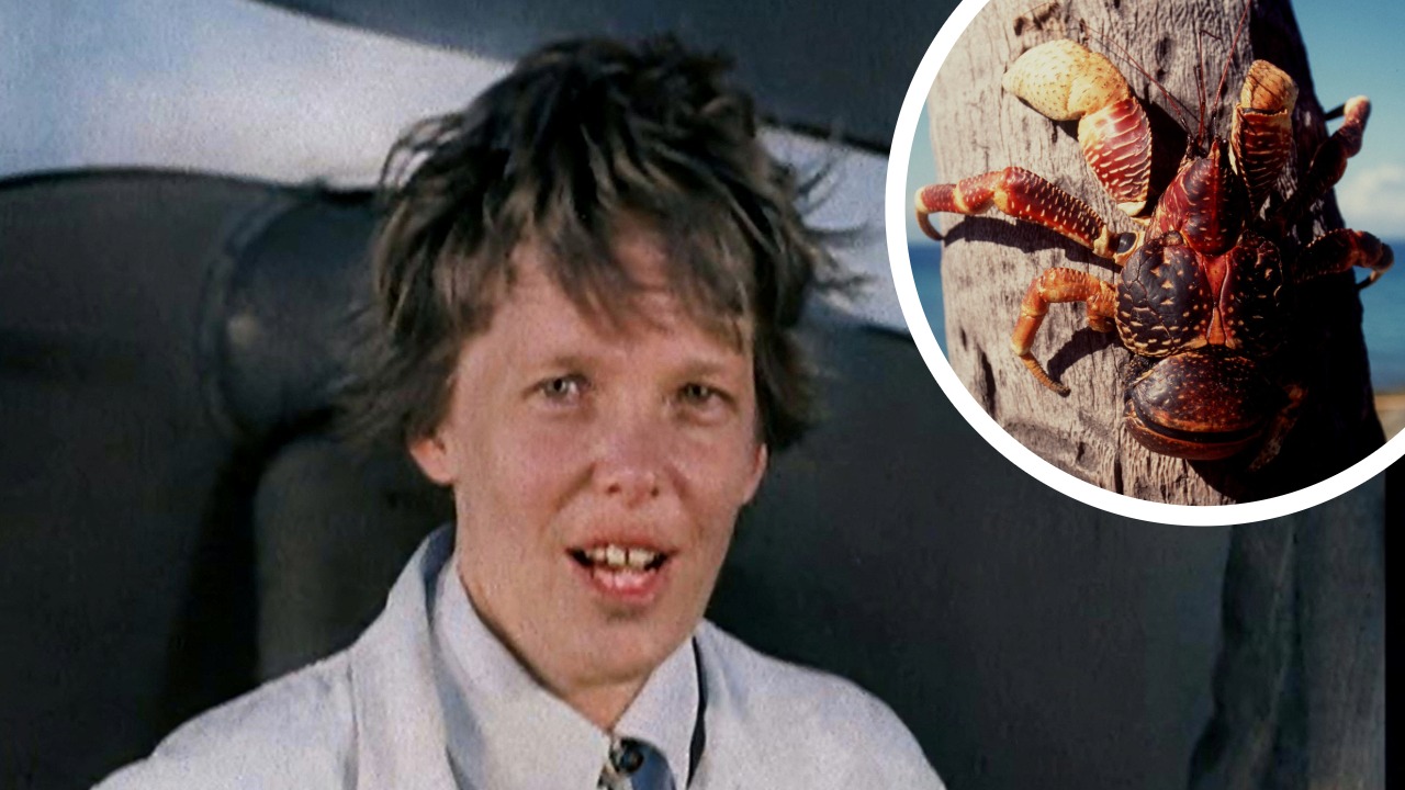 Object Trek Sleep Giant Flesh Eating Crabs Hinder Search for Amelia Earhart’s Plane